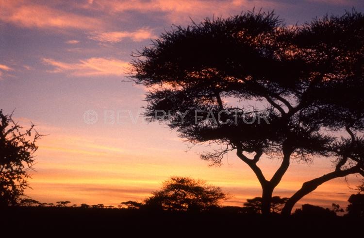 Islands;Sunsets;Sky;clouds;sun;yellow;water;red;palm trees;sillouettes;colorful;africa